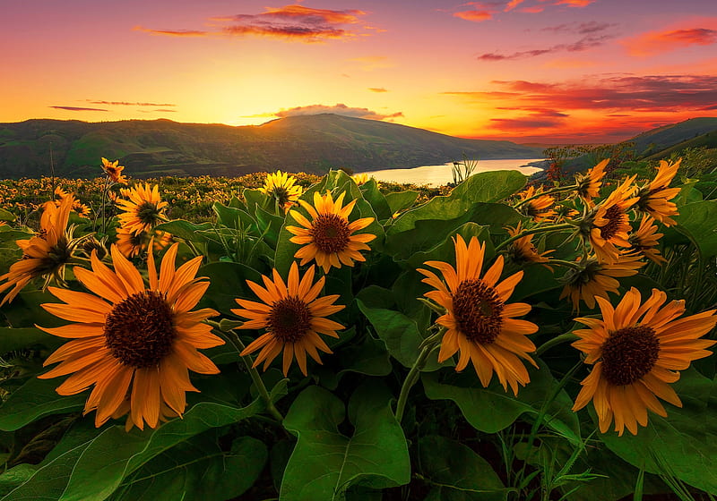 Sunflower